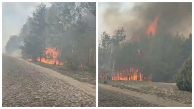 пожежа, ліс, Рокитне