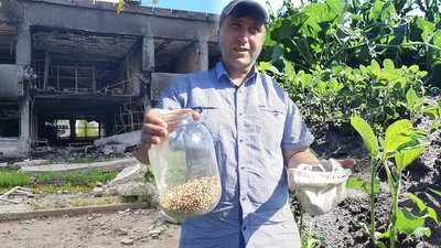 "Дивом вціліла". На Харківщині проросло врятоване насіння сої з розбитого РФ Інституту рослинництва