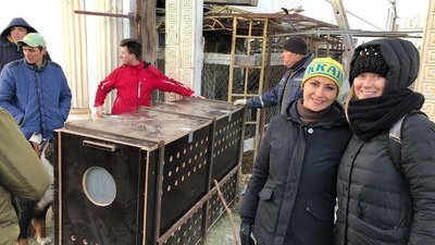 Трьох з шести тигрів, знайдених у Києві, забрали до харківського екопарку Трьох з шести тигрів, знайдених у Києві, забрали до харківського екопарку