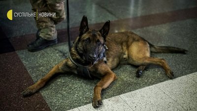 Песики-психологи на вокзалі Песики-психологи на вокзалі