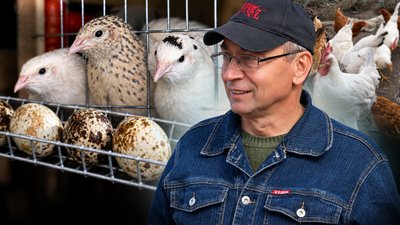 Як житель Чернігівщини розводить перепілок
