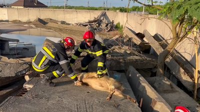 Під Житомиром врятували тварину, яка місяць пролежала затиснутою між бетонними плитами Під Житомиром врятували тварину, яка місяць пролежала затиснутою між бетонними плитами