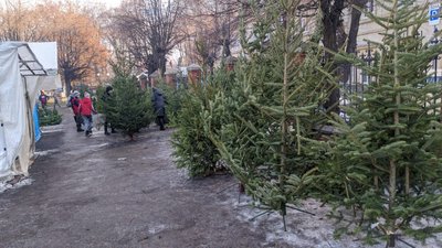 На Прикарпатті зафіксували три випадки незаконної рубки та збуту ялинок