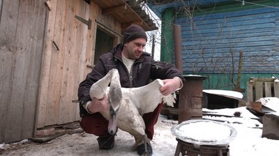 Знайшли птахів на замерзлому озері: жителі Городні врятували пару лебедів Знайшли птахів на замерзлому озері: жителі Городні врятували пару лебедів