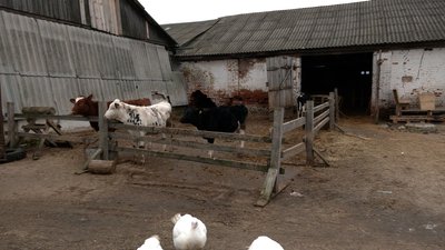 "Я вже думала, що ніколи їх не побачу": як живе "Зоодім" у Рябцях, що на Чернігівщині "Я вже думала, що ніколи їх не побачу": як живе "Зоодім" у Рябцях, що на Чернігівщині
