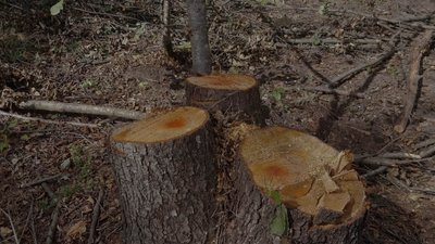 Екоінспектори, екоінспекція Волині, незаконна вирубка дерев, Волинь