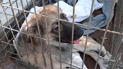 На Запоріжжі черговий випадок жорстокого поводження з тваринами