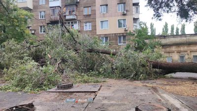 Дерева, негода, деревопад