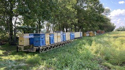 Родина пасічників з Полтавщини 25 років займається бджолами Родина пасічників з Полтавщини 25 років займається бджолами