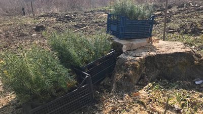 "Людям не вистачає повітря": на Вінниччині продовжують садити ліс "Людям не вистачає повітря": на Вінниччині продовжують садити ліс