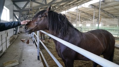 кінь гусарівка ферма кінь гусарівка ферма