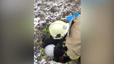 На Львівщині надзвичайники врятували собаку