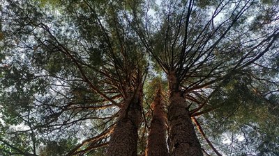 На Житомирщині виявили справжній природний ліс під час дослідження лісових масивів Народицького господарства На Житомирщині виявили справжній природний ліс під час дослідження лісових масивів Народицького господарства