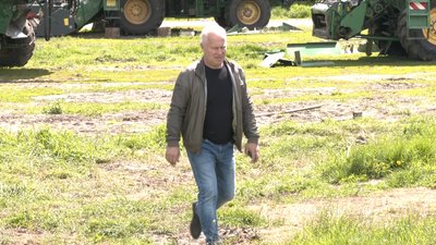 посівна кукурудзи