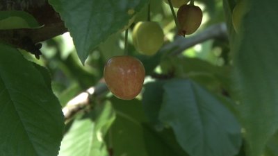 Чому на Черкащині не вродили фрукти - пояснення фахівця Чому на Черкащині не вродили фрукти - пояснення фахівця