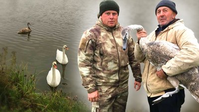 На Вінниччині з пастки врятували травмованого лебедя
