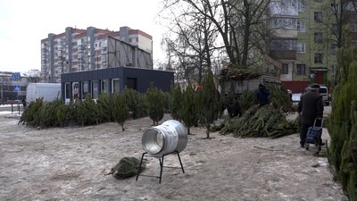Від 100 до 500: ялинки та сосни у Чернігові цьогоріч здорожчали