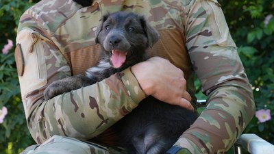 Песики, цуценята, Хартія, Липці, 13 бригада НГУ, зона бойових дій, Харківщина