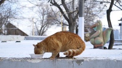 В Одесі містяни допомагають безпритульним тваринам під час холодів