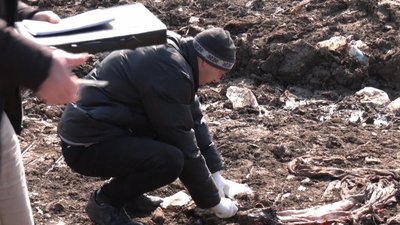 Свинячі рештки на стихійному сміттєзвалищі знайшли жителі Хмельницького району