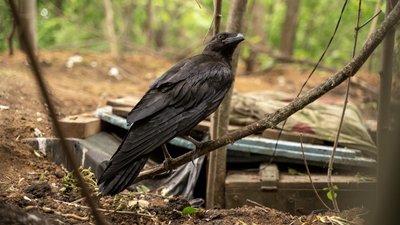 Позивний "Мавік": як тероборонівці Харківщини приручили ворона