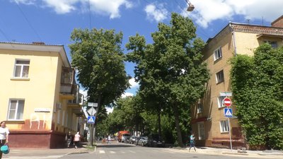 Хворі і заважають чистити тротуари: чому у центрі Чернігова збираються спиляти дерева