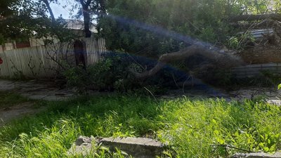 У Кам'янці дерево впало на юнака. Поліція відкрила кримінальне провадження