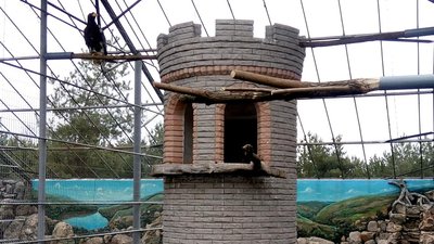 У вінницькому зоопарку оселився орлан білоплечий