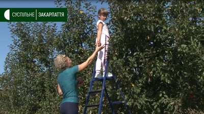 Збір яблук триває у відкритому саду в селі Концово на Ужгородщині