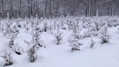 У лісгоспах під час реформи галузі не буде скорочень – керівник ДП "Ліси України" Ігор Лицур