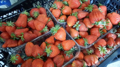 Зібрана полуниця готова до продажу
