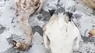 Під Херсоном вбили лебедів-шипунів. Поліція розслідує цей факт Під Херсоном вбили лебедів-шипунів. Поліція розслідує цей факт
