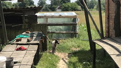 Поки батько на фронті, 14-річний Вадим Сліпченко з Житомирщини проживає у дідуся і бабусі Поки батько на фронті, 14-річний Вадим Сліпченко з Житомирщини проживає у дідуся і бабусі