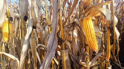 Аграрії зібрали 40% кукурудзи, Гірка Полонка, листопад 2025 рік