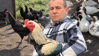 Птахи, тварини, господарство, кури