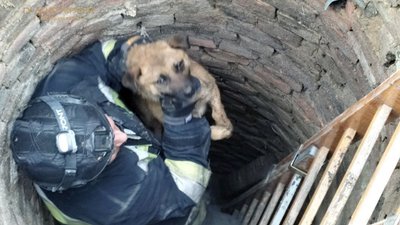 В Оріхові врятували собаку