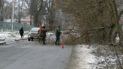 У Луцьку аварійні дерева ріжуть на дрова