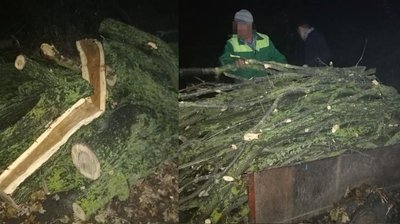 На Одещині затримали чоловіків, які знищували червонокнижні дерева – ДПСУ