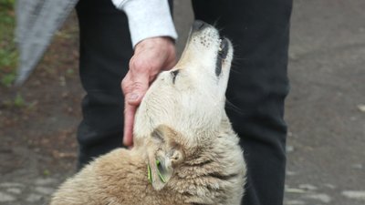 "Люди відгукуються, не так, як у тому році": як у Рівному стерилізують і прилаштовують безпритульних тварин "Люди відгукуються, не так, як у тому році": як у Рівному стерилізують і прилаштовують безпритульних тварин