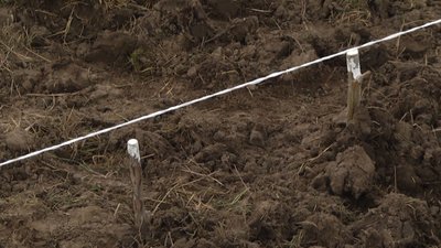 Висаджують однорічні саджанці тополі й верби. Висаджують однорічні саджанці тополі й верби.