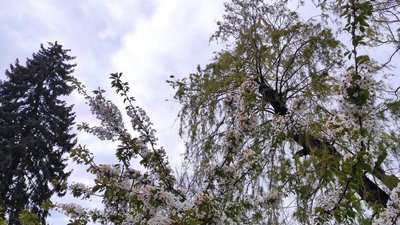 дерева, небо, весна