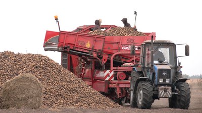 Зібрана картопля на полях Чернігівщини Зібрана картопля на полях Чернігівщини