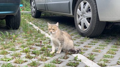 Через те, що віконця підвалів закрили – безпритульні коти залишилися без місць для зимівлі