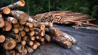 Збитків на 300 тисяч гривень. На Буковині суд зобов'язав двох чоловіків відшкодувати гроші за незаконну вирубку дерев