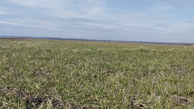 Чому на Полтавщині юридичні особи скуповують найбільше землі Чому на Полтавщині юридичні особи скуповують найбільше землі