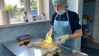 У Миколаєві роблять безкоштовну стерилізацію в рамках програми "Кішка"