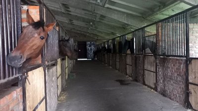 Спали у конюшнях, щоб заспокоювати коней під час вибухів. Як Сумська кінна школа пережила воєнні дії в області Спали у конюшнях, щоб заспокоювати коней під час вибухів. Як Сумська кінна школа пережила воєнні дії в області
