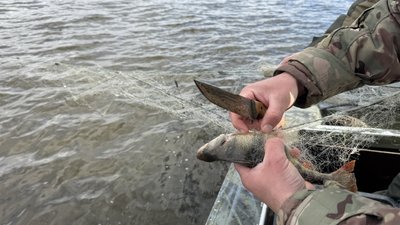 Інспектор витягує рибу з сітки