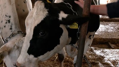 Евакуювані корови Евакуювані корови