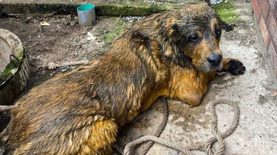 Собака, якого врятували у Харкові